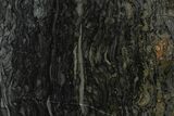 Polished Stromatolite (Alcheringa) Slab - Billion Years #180206-1